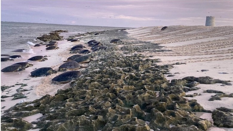 澳洲昆士兰省开恩兹以北600公里外的雷恩岛绿海龟生蛋被困 保育员登岛拯救