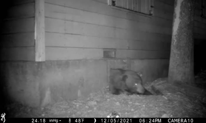 美国加州227公斤黑熊钻废弃的房子35公分小洞过冬