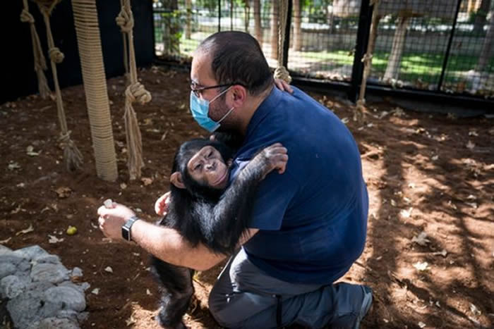 由人类养大的伊朗黑猩猩巴兰（Baran）回归自然过程中被同类打死