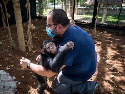 由人类养大的伊朗黑猩猩巴兰（Baran）回归自然过程中被同类打死