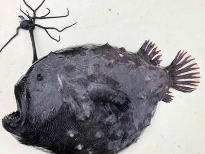 美国加州圣地牙哥海岸附近发现罕见深海怪鱼——灯笼鱼（太平洋足球鱼、琵琶鱼）