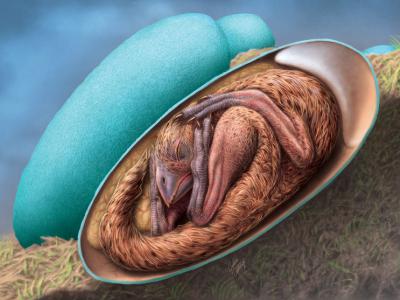 化石研究发现偷蛋龙胚胎与现代准备破壳而出鸟类一样出生前会不断移动改变姿势