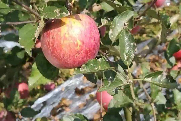 丑苹果的功效与作用 就是糖心病苹果吗