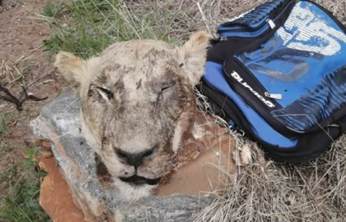 南非警察接获报案搜查 打开一个背包时发现里面竟然装着一颗狮子断头