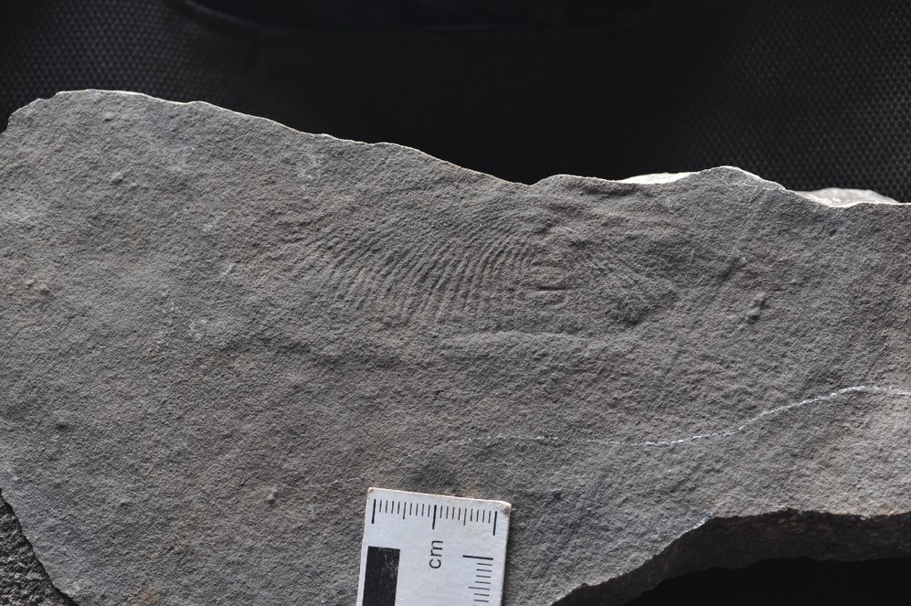 此次发现的神秘“指纹”——狄更逊虫化石照片。中科院南京地质古生物研究所供图