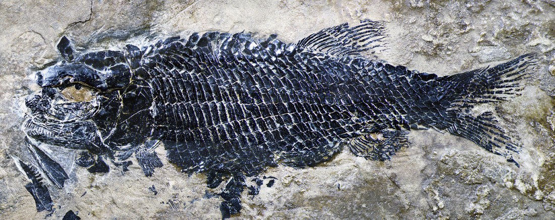 亚洲肋鳞裂齿鱼完整标本。中科院古脊椎所供图