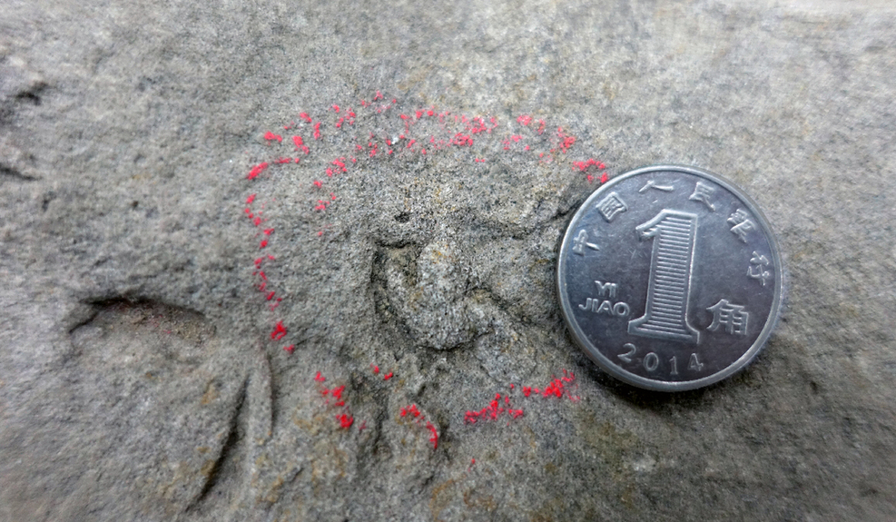 长仅10.2毫米的微小恐龙足迹和一角钱硬币的尺寸对比。四川自贡恐龙博物馆供图