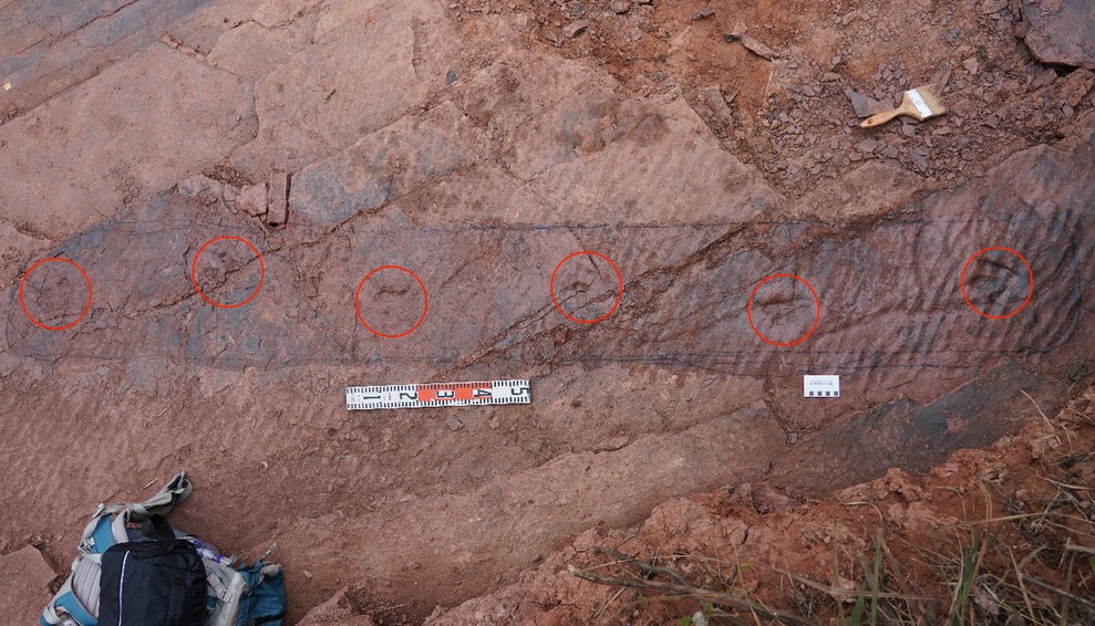 图为发现的恐龙足迹化石。浙江自然博物院金幸生研究员供图
