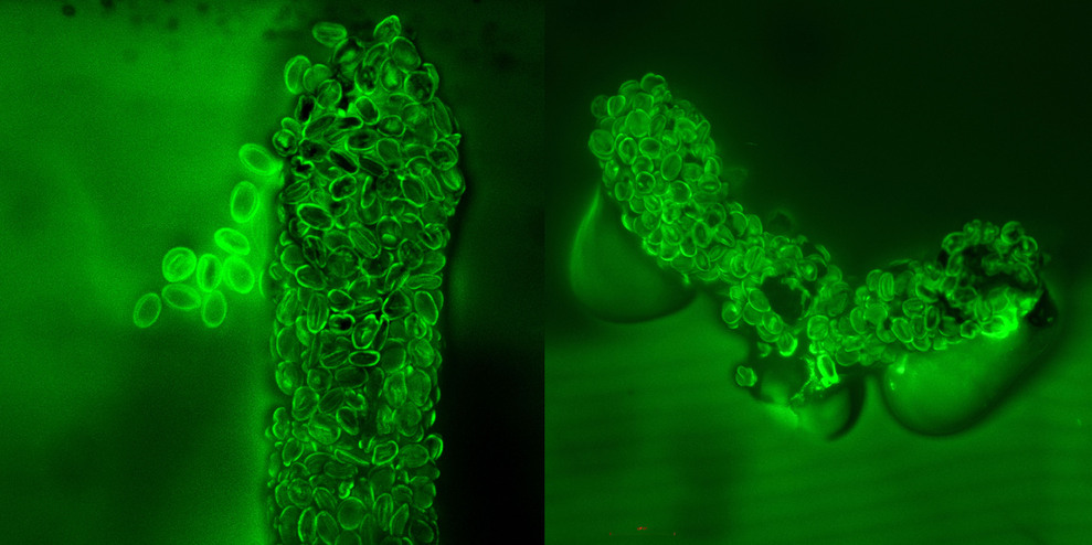 两枚昆虫粪便化石在激光共聚焦显微镜下的图像。中科院南古所供图