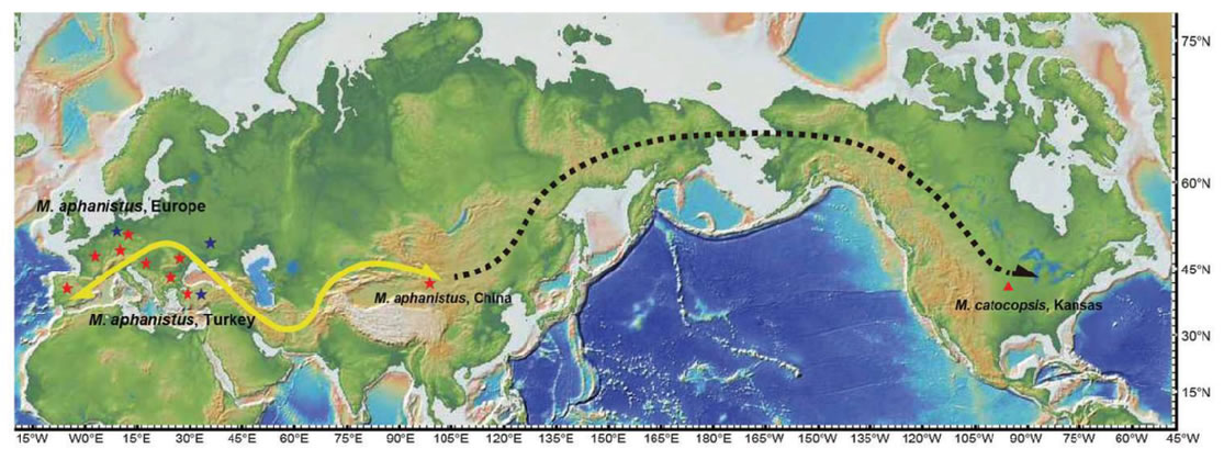 剑齿虎属自欧亚向北美的迁移示意图。中科院古脊椎所供图
