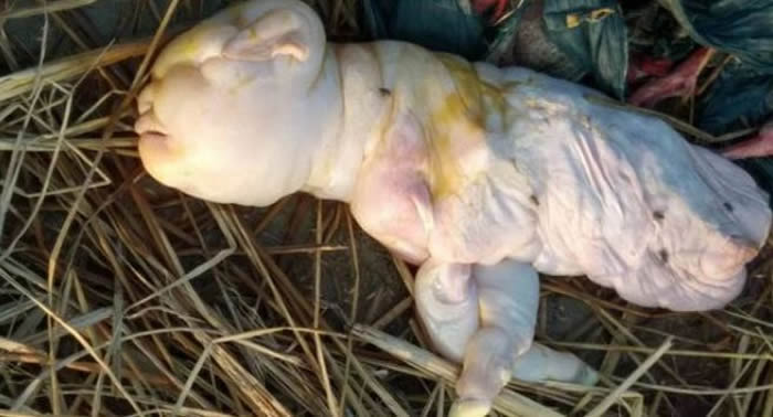 印度崁嘎普尔村怀孕山羊产出只有两条腿的人脸怪异白色生物