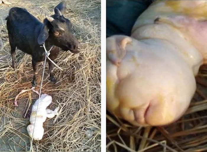 印度崁嘎普尔村怀孕山羊产出只有两条腿的人脸怪异白色生物