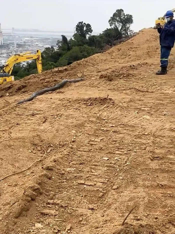 澳门九澳山坡工地挖出3公尺长冬眠巨蟒
