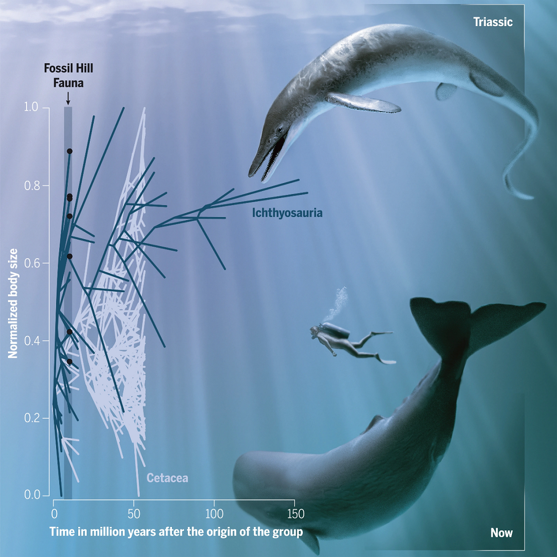 发现生活在三叠纪时期的巨大海洋掠夺者——全新鱼龙物种Cymbospondylus
