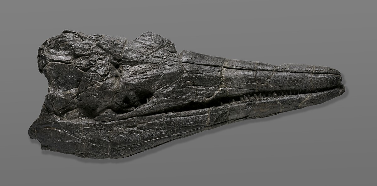 美国内华达州奥古斯塔山脉发现的鱼龙化石可能代表地球上有史以来第一种巨型动物