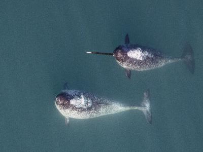 《生物学快报》：研究发现独角鲸比其他大多数鲸和海豚更容易受到船舶噪声的影响