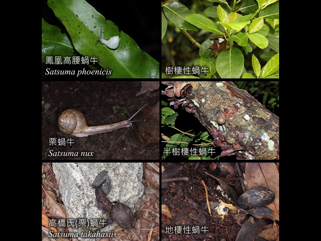 同属的蜗牛，在地栖性与树栖性的外型差异颇大，平常活动的栖息环境也不同。图片来源：吴政伦提供
