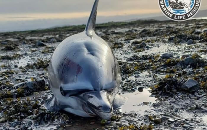 苏格兰法夫郡龙比角海豚妈妈目睹幼子重伤丧命 隔日重回伤心地也身亡
