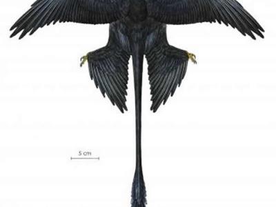 “五彩斑斓的黑”出现在1.2亿年前带羽毛的肉食性恐龙--小盗龙身上