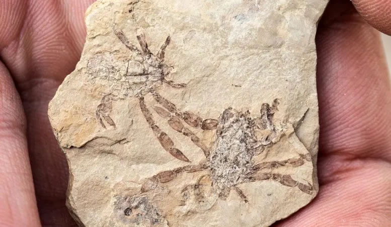 古生物学家从9500万年前的迷惑丽魔蟹化石中发现关于蟹眼的更多特征