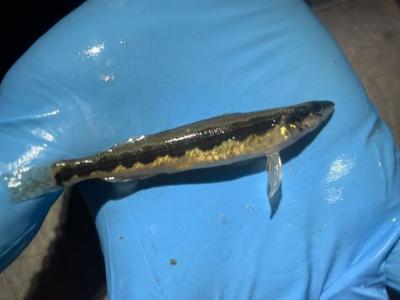 美国俄亥俄州83年来首次在当地水域发现稀有大头小鲈鱼