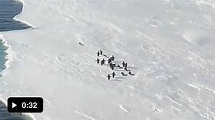 南极小企鹅脱队突遇冰层裂开 小短腿狂奔惊险影片曝光
