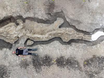 英国发现的1.8亿年前鱼龙化石揭示拥有1吨重头骨的“海龙”
