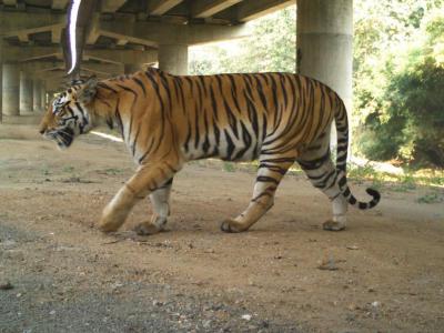 虎年老虎安心过马路 野生动物桥梁能有效减少路杀