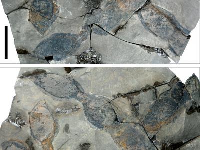 《古植物学和孢粉学综述》：越南北部发现世界首个油麻藤豆荚化石