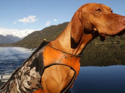 新西兰保育工作犬Rein在11年里救援1700只濒危奇异鸟 光荣退休最爱窝沙发睡觉