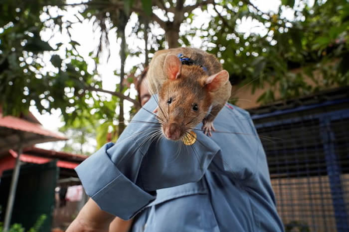 柬埔寨“扫雷鼠”马加瓦Magawa辞世 服役期间嗅出上百枚地雷及未爆弹