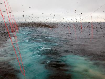《美国国家科学院院刊》：动态海洋禁渔区是保护海洋动物免受渔民意外捕捞的最佳方式