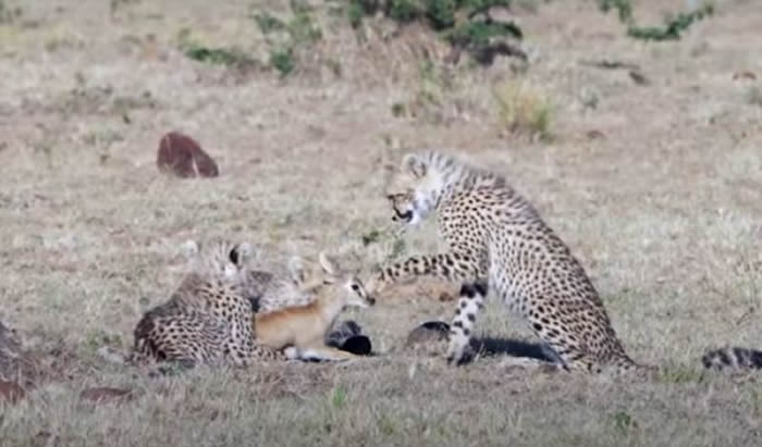 肯尼亚马赛马拉国家保护区小猎豹不知道如何吃小羚羊 又蹭又舔！