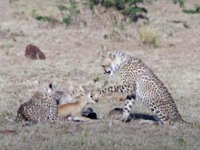肯尼亚马赛马拉国家保护区小猎豹不知道如何吃小羚羊 又蹭又舔！