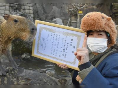 日本动物园举行第10届“水豚最长泡温泉时间比赛”