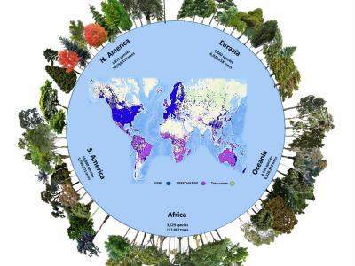 地球上约有73000个树种 包括大约9200个尚未发现的