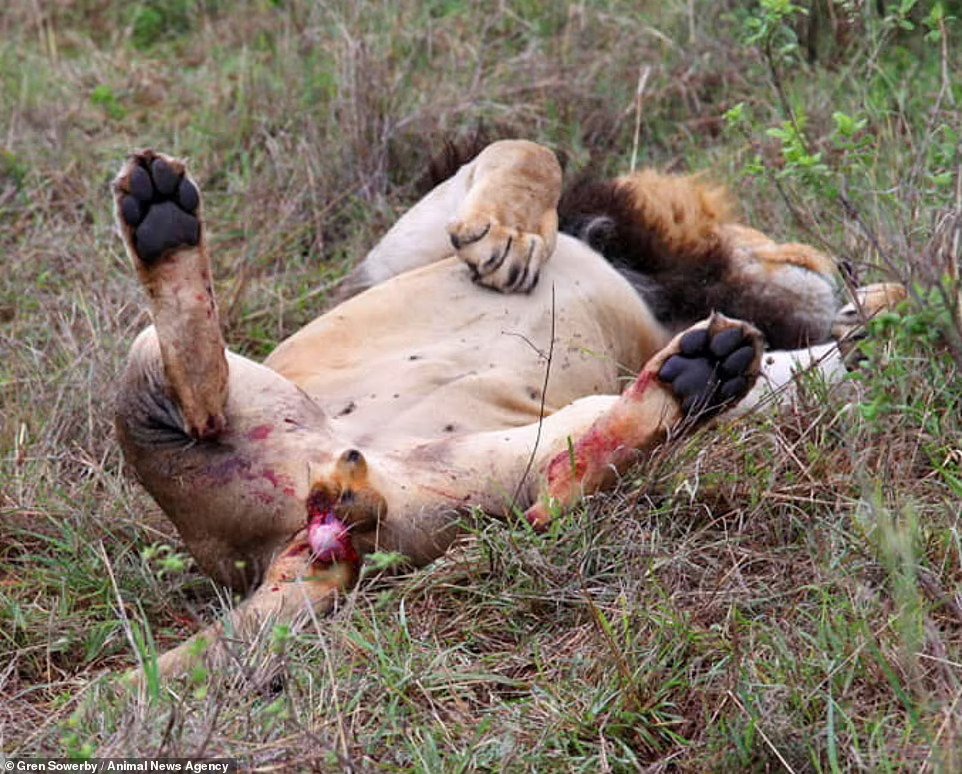 肯尼亚一头公狮试图抢走母狮群捕获的水牛 被咬掉一颗睾丸