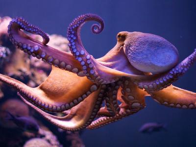 《生物物理学和分子生物学进展》：章鱼、鱿鱼、墨鱼等头足类动物可能起源于外太空