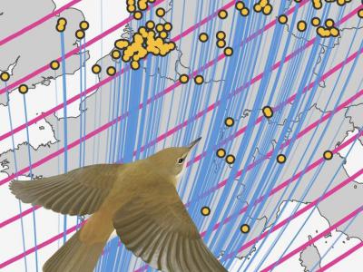 新研究揭示鸟类以前未被认识的迁徙行为