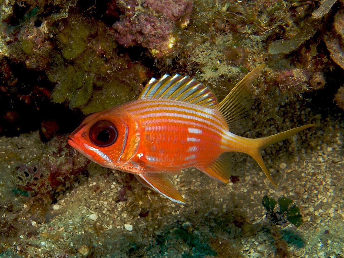 三分之二的鱼类种群可能使用声音来“交流”