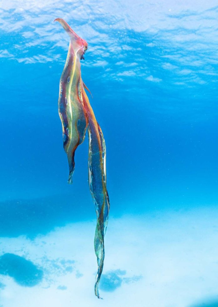 海洋生物学家在澳大利亚海岸Lady Elliot岛附近浮潜时拍摄到罕见毯子章鱼