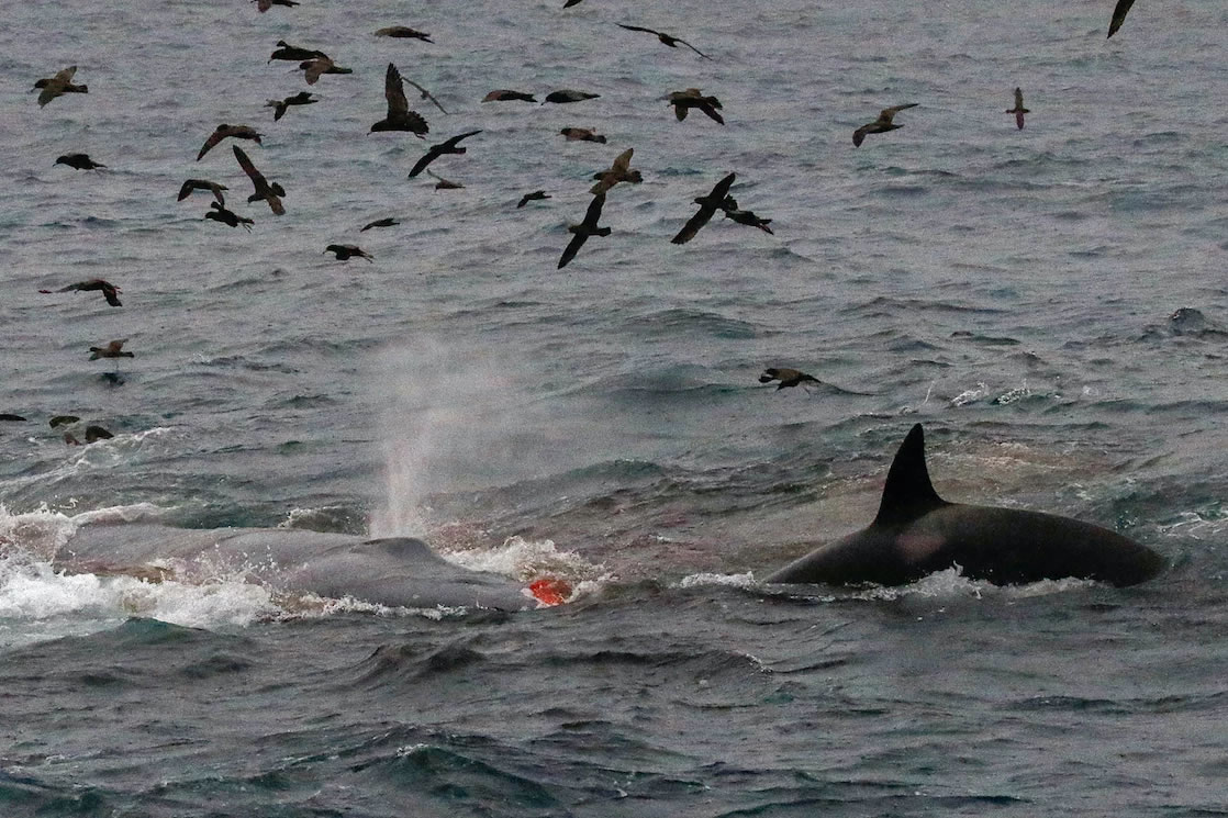 澳大利亚海岸发现首个已知的虎鲸杀死成年蓝鲸的案例