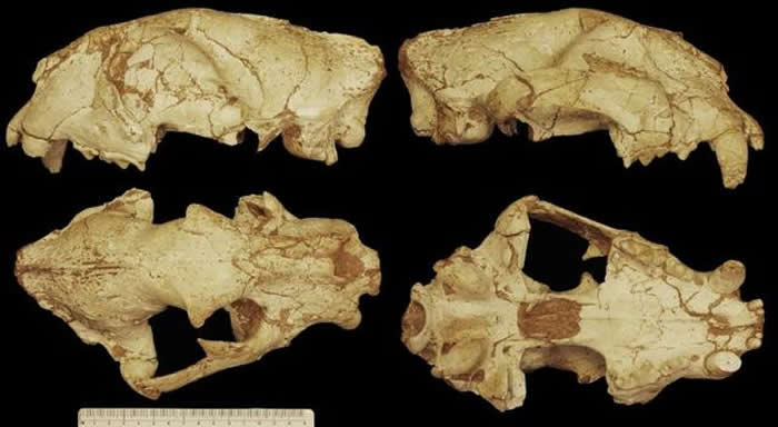 古中华虎头骨化石，产自河南渑池，左上：左侧面，右上：右侧面，左下：背面，右下：腹面。（中科院古脊椎所供图）