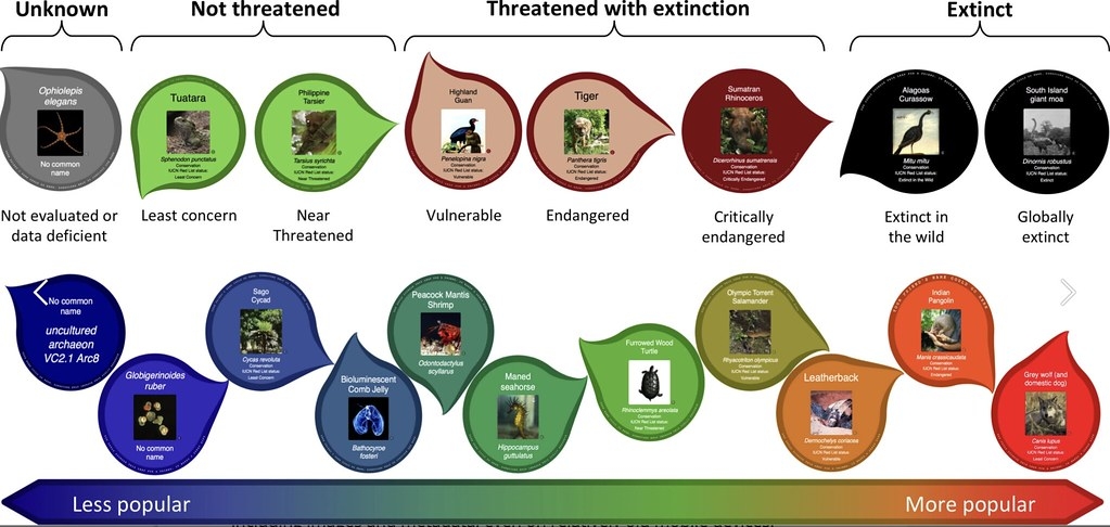 生命之树也做了两种叶片颜色标记方式。此图上排是参考自然保育联盟（IUCN）红皮书，绿色表示未受威胁、红色表示受威胁，黑色表示近期已灭绝。下排则以物种受欢迎程度来