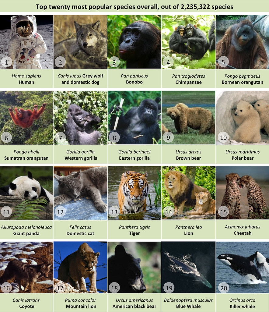 最受欢迎的前20个物种，智人是第一名。图片来源：《生态学与进化方法》／BES journals（CC BY 4.0）