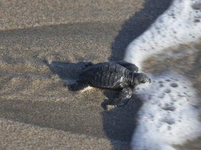 全球暖化严重！研究发现出生海龟宝宝的性别严重失衡 恐会影响繁衍