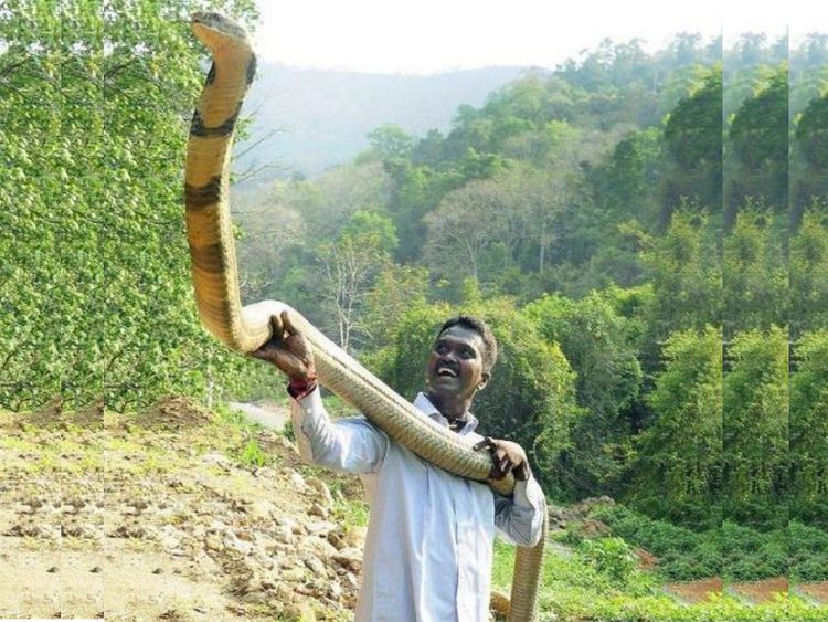 印度“捕蛇教父”苏雷什Vava Suresh抓捕眼镜王蛇时不慎被咬险丧命