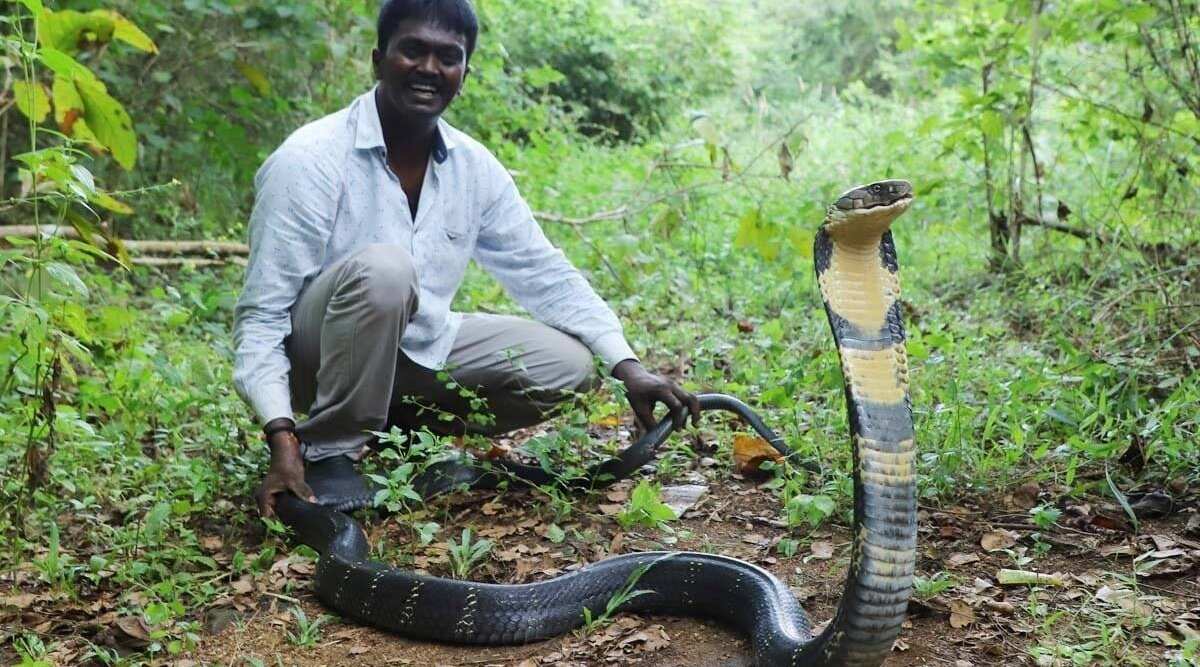 印度“捕蛇教父”苏雷什Vava Suresh抓捕眼镜王蛇时不慎被咬险丧命