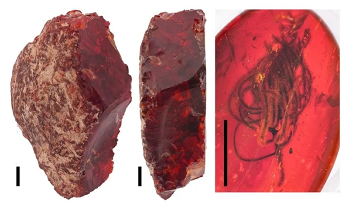“血琥珀”其实是一种具有红色色泽的琥珀化石（王硕供图）