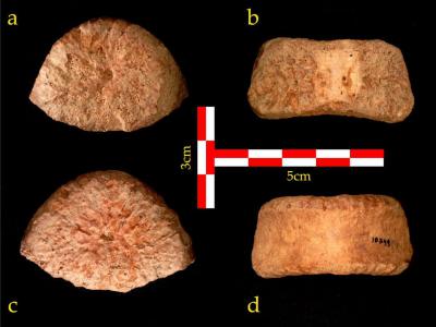 以色列研究人员鉴定出在约旦河谷发掘的一块化石属于150万年前古人类儿童